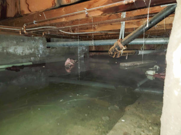 Best Water damage mitigation services  in Lecanto, FL