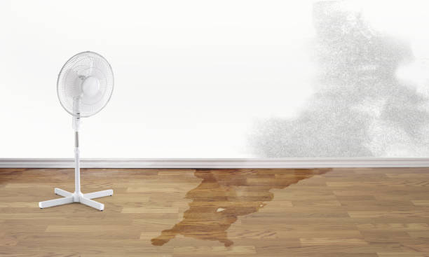 Best Mold removal after water damage  in Lecanto, FL